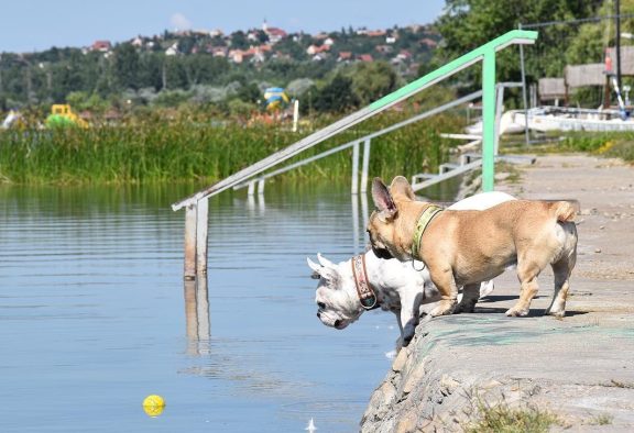 Drótszamár Park és Kemping