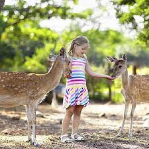 Pákozdi Pagony Vadaspark és Arborétum
